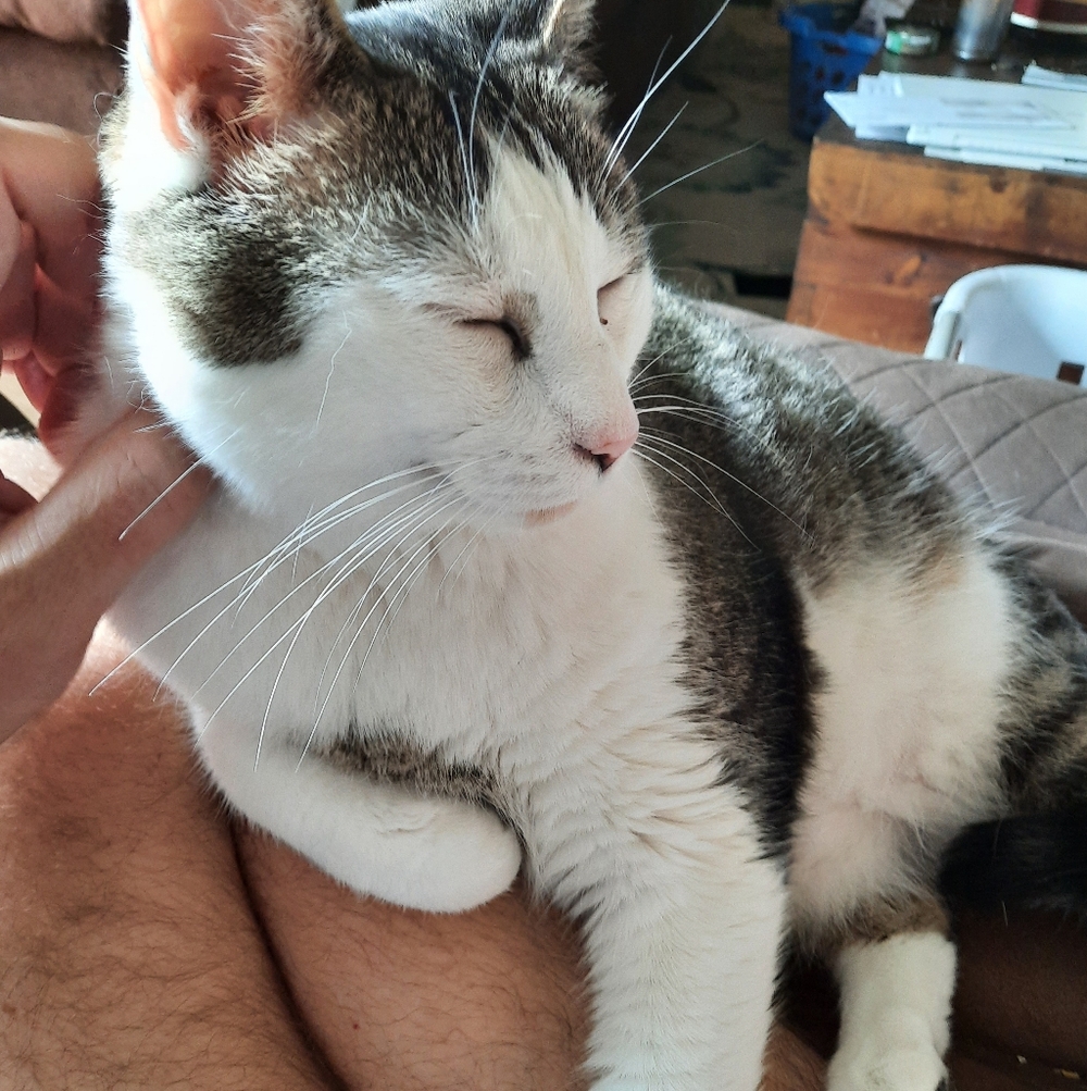 Used Cat